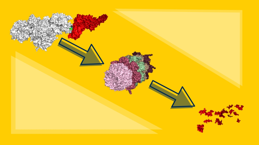 Cancer protein Stat5 cell yellow