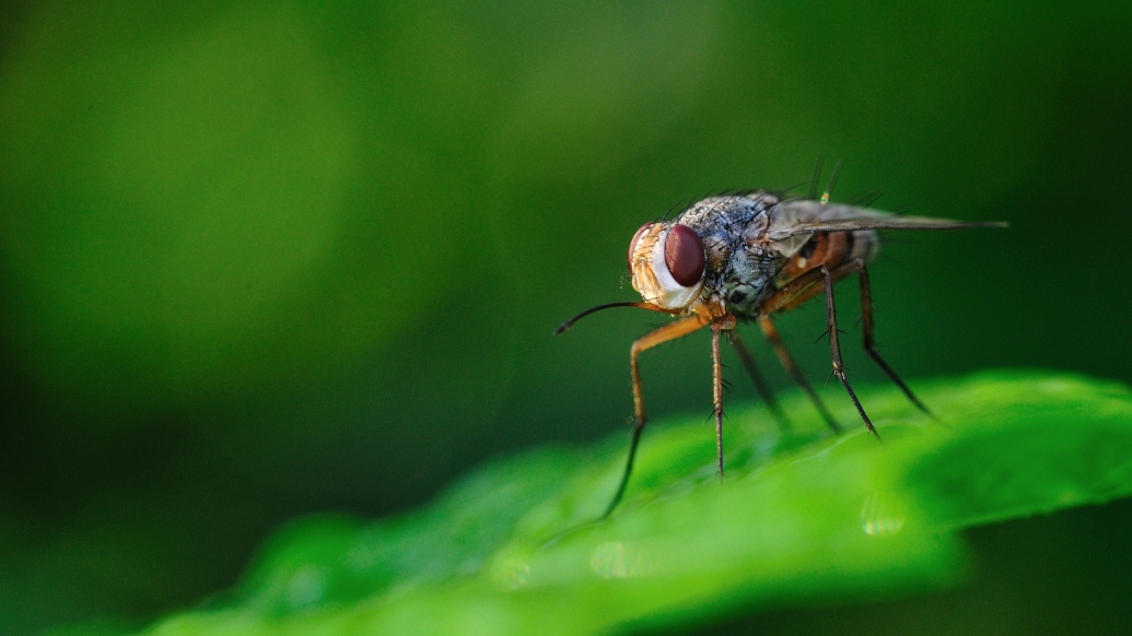 fly on green leaf