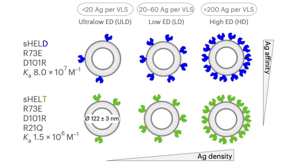 Schematic of the library of liposomes engineered to display virus-like antigens