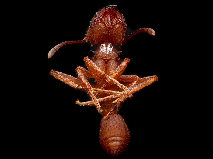 ant close up brown black background