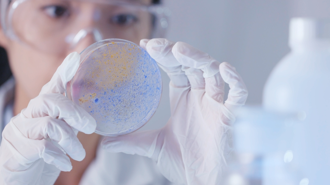 researcher examines petri dish