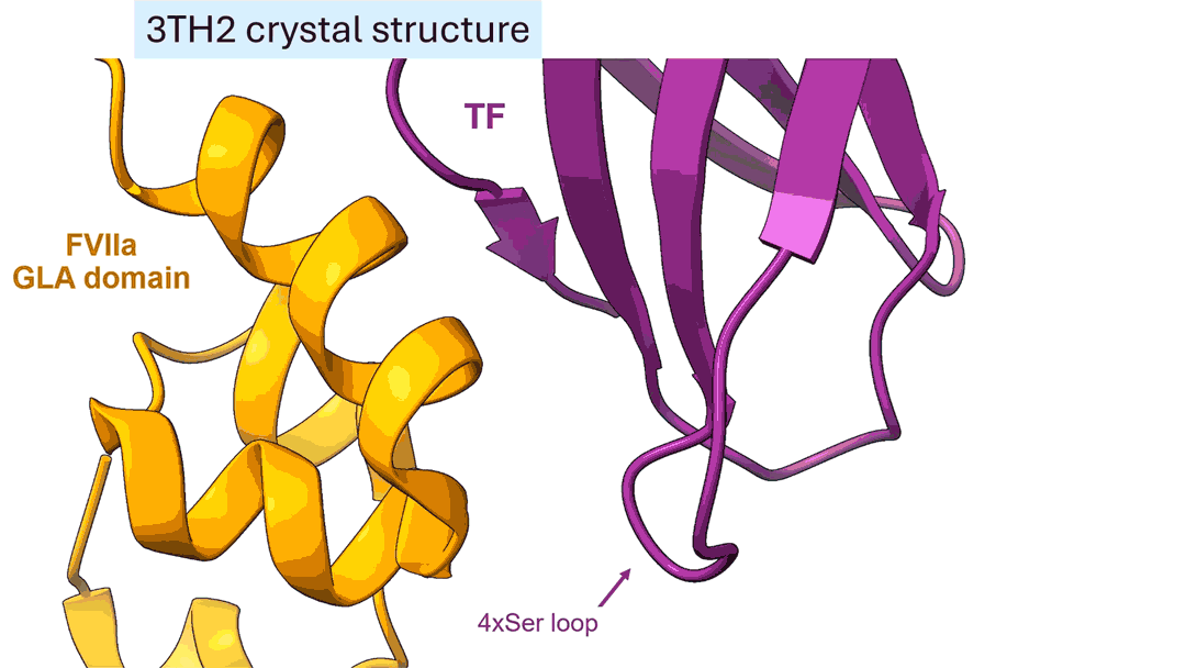 3TH2 crystal structure. TF GLA domain moving gif yellow purple blue ribbons