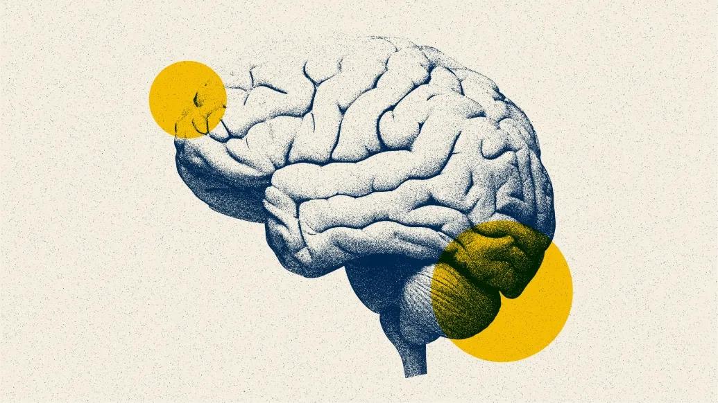 brain drawn