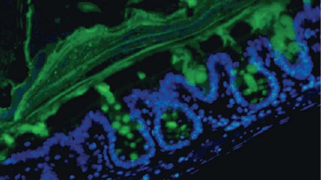 A fluorescence micrograph of mouse colon