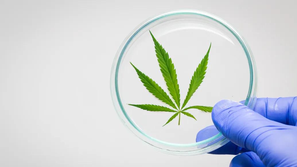 cannabis green leaf in glass 