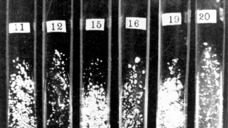 black and white historic photo of bacillium tubes