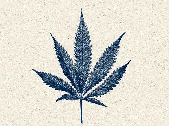 marijuana leaf drawing blue lab note yellow badge upper left corner
