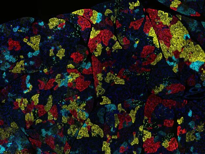 microscopic image close up colorful blue red yellow