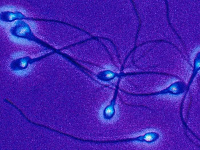sperm purple glowing