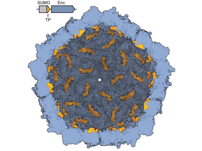 Cutaway view of an self-assembling protein nanocompartment