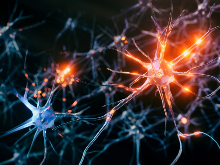 Photo realistic rendering of neurons