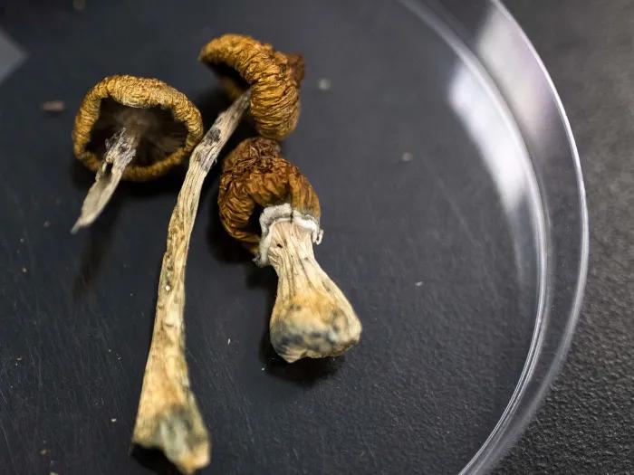 mushrooms in a microscope