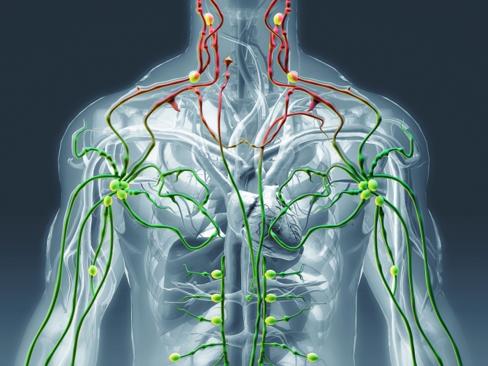 body see through veins red and then green