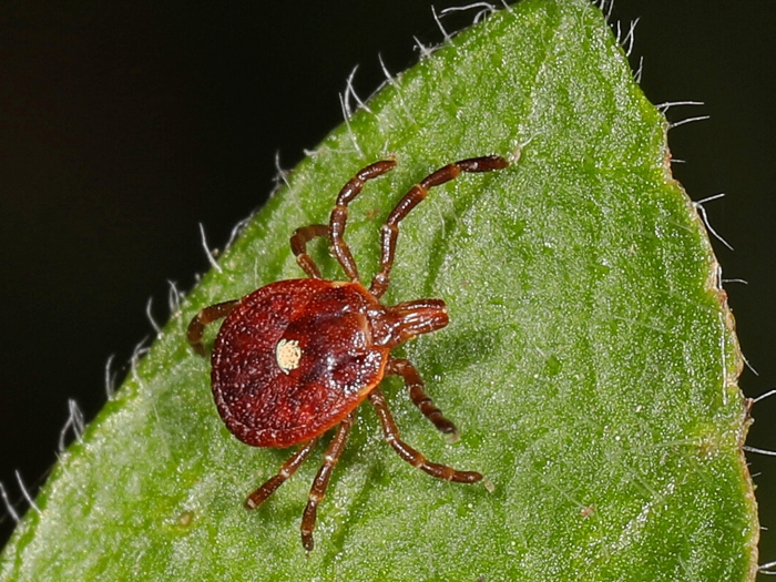 brown tick on leaf