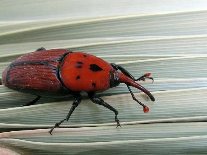 Weevil with a red body and black markings 
