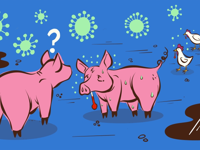 pigs sick and chickens in background with blue background and green cells floating around