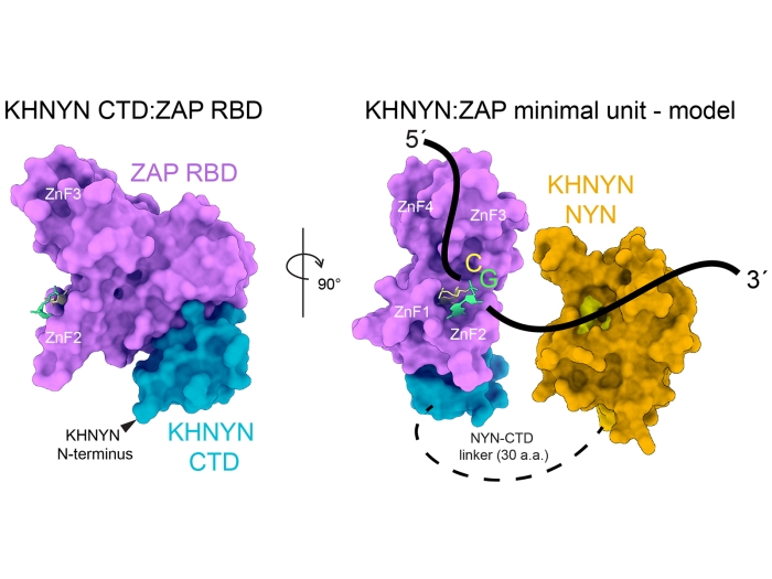 model for proteins binding viral RNA