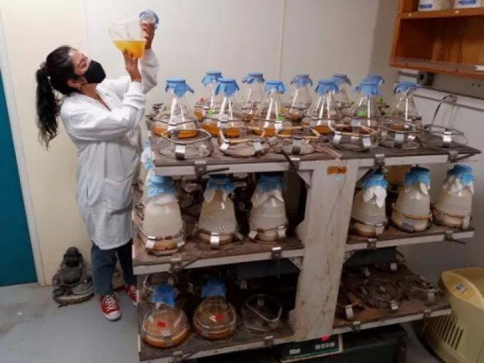 Dulce Guillèn Matus in lab