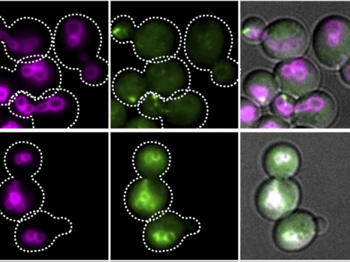 publication bioart