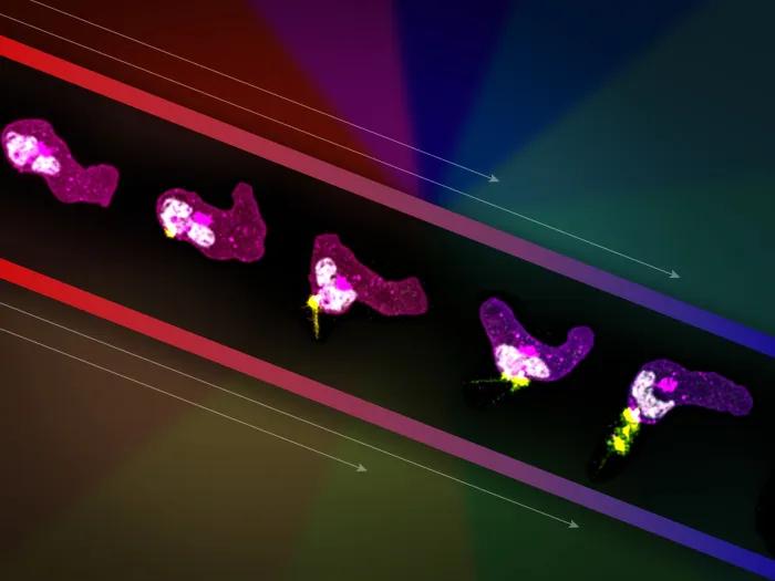 colorful pieces on black strip and colorful background