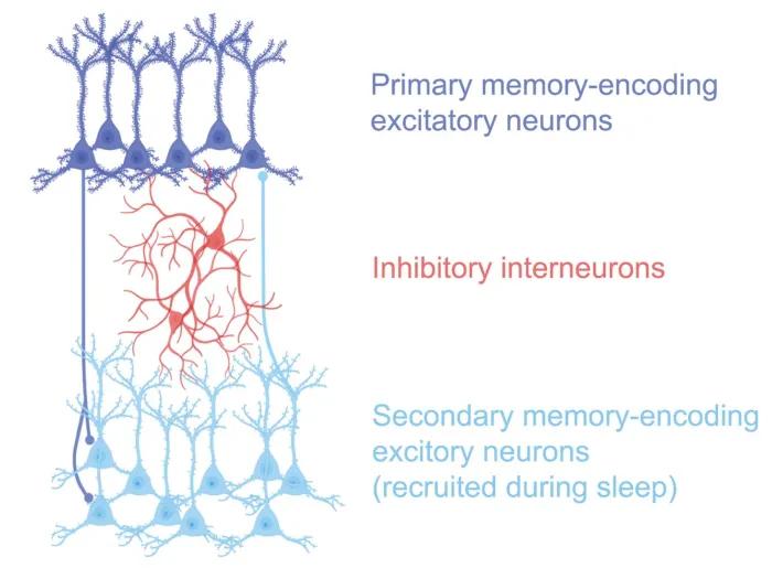 a scientific illustration