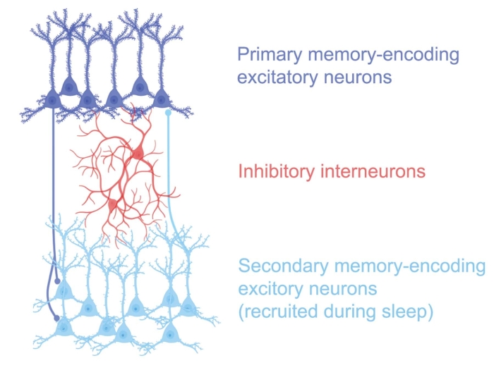 a scientific illustration