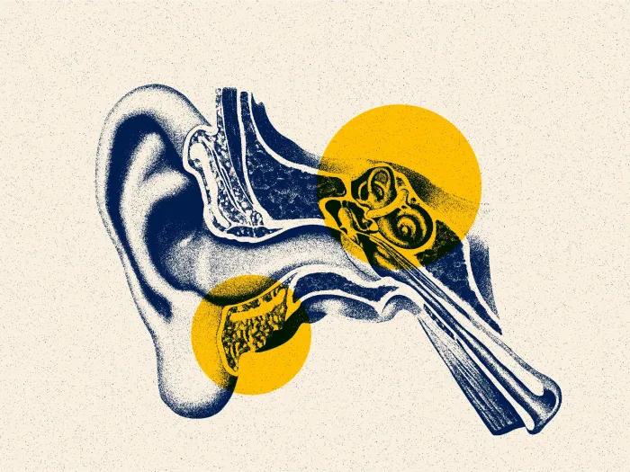 drawing of inside ear canal