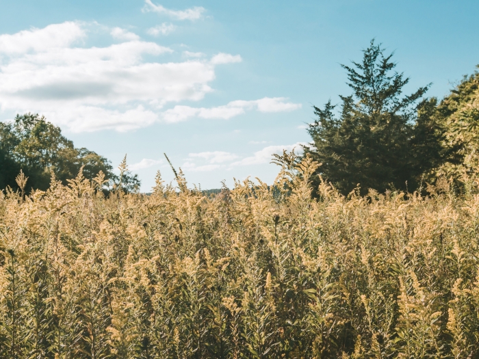 image of an outside green field during summer with blue skies
