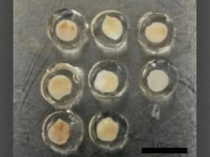 close up of white clear circles with pale ivory in middle