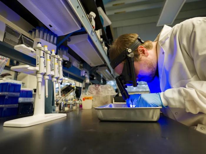 Lab member using a head-mounted magnifier or microscope with a blue light