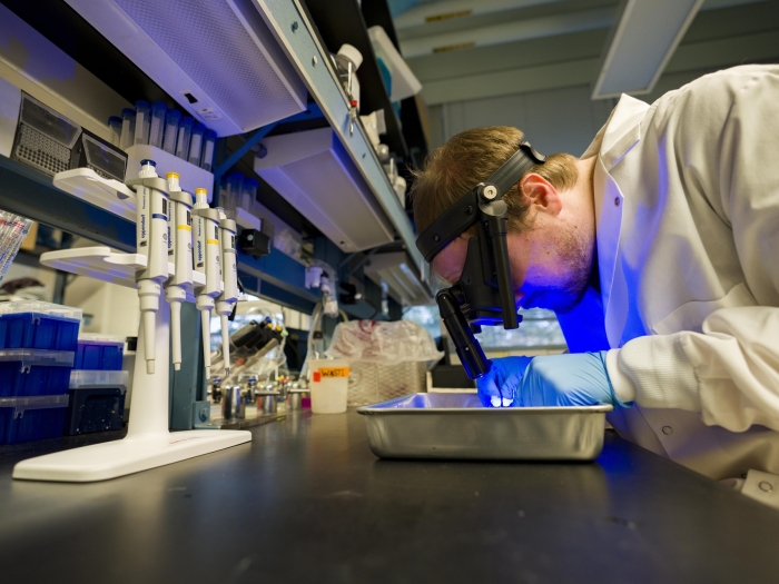 Lab member using a head-mounted magnifier or microscope with a blue light