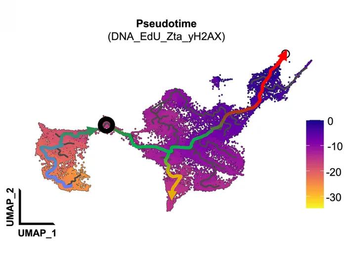 colorful scientific figure showing cell trajectories