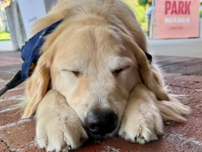 McCoy is a golden retriever. He is laying on a brick walkway with his head resting on his front paws and his eyes closed. He is wearing a blue bandana.