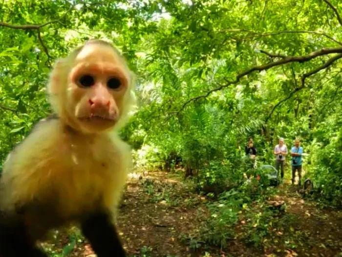 A wild capuchin monkey approaches a "monkey cam" while research observe in the background