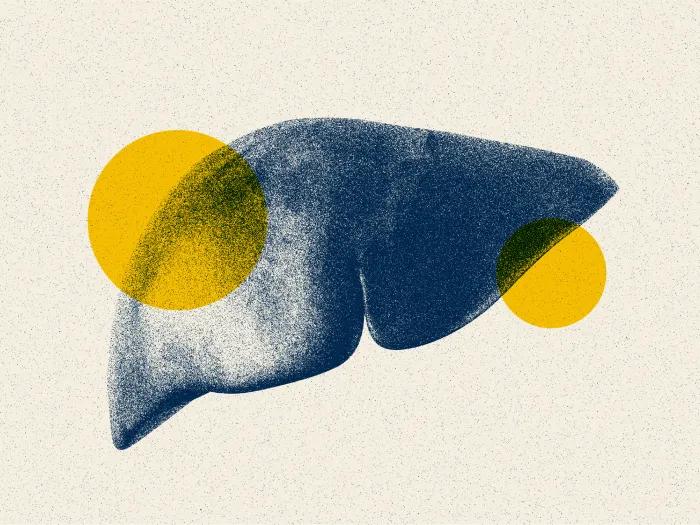 liver with yellow circles over it