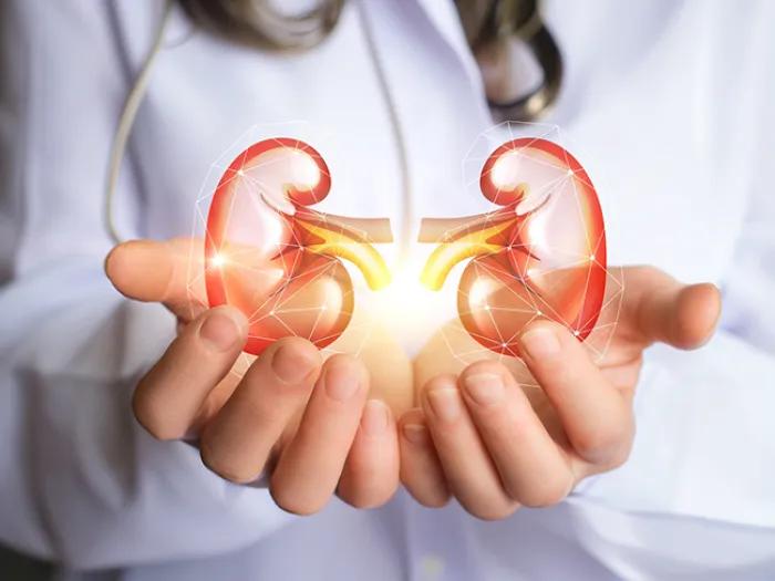 Kidneys