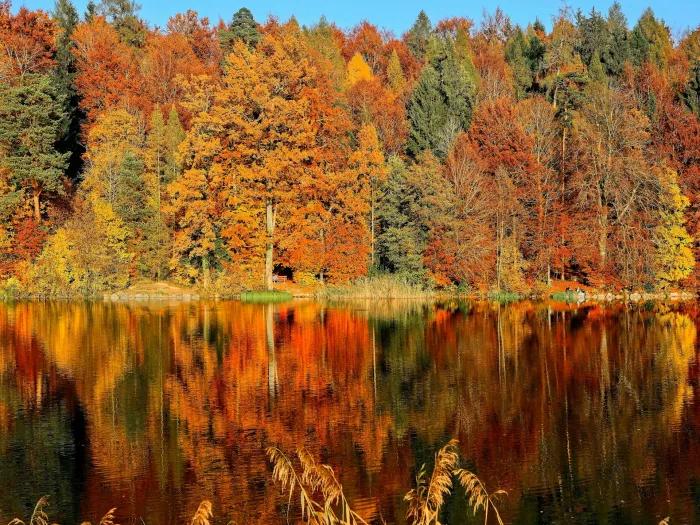 colorful trees mirrored in a lake during fall season