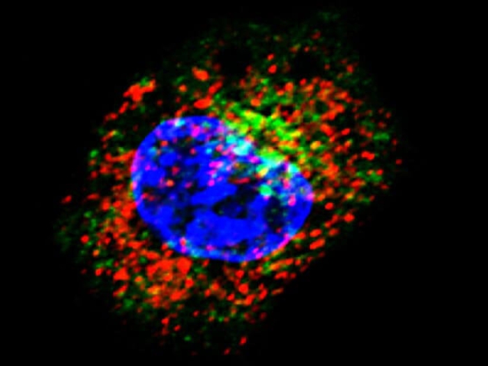 Interaction between STC1 and CRT within a cell