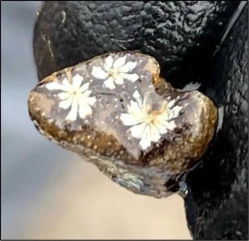 Tunicate