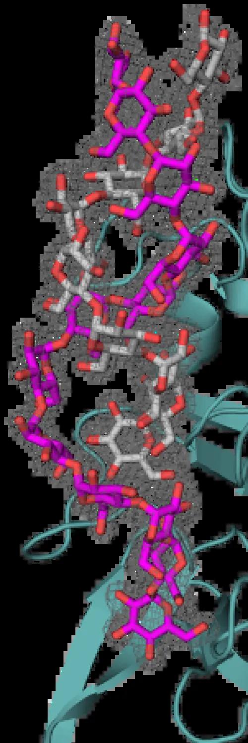 Starch protein model
