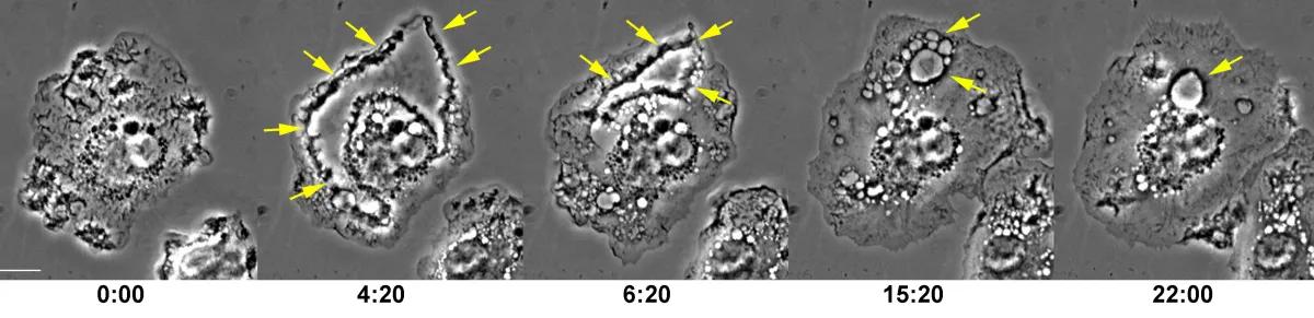 Photo of macrophages responding to the addition of the growth factor Colony-stimulating Factor-1. The photo shows time in minutes:seconds following addition of the CSF1. The scale bar is 10 microns.