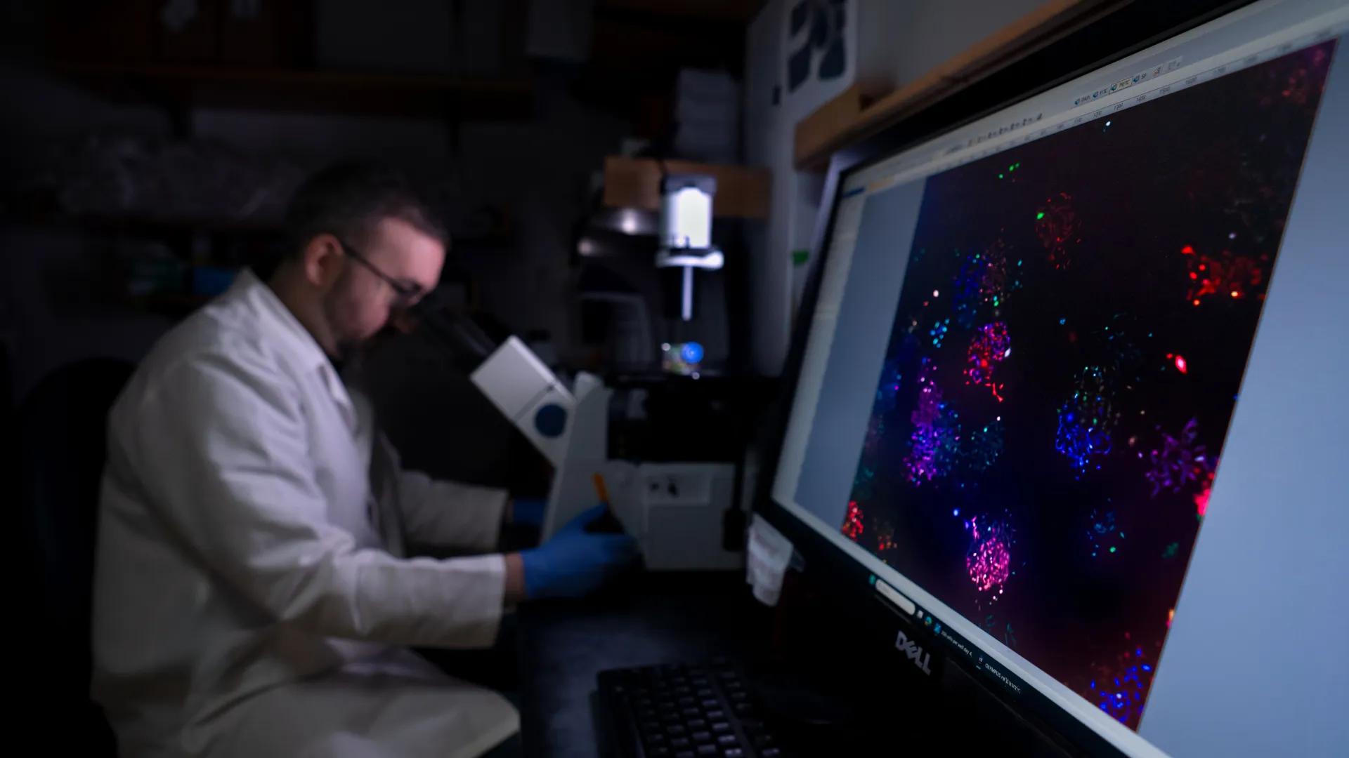 Man sits at a microscope and next to him is a colorful image of cells