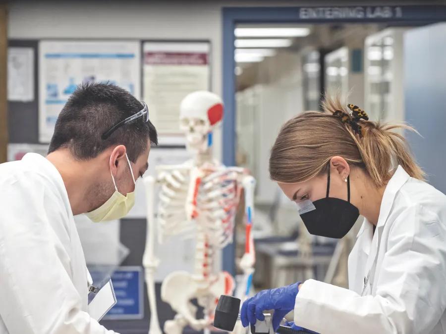 Two students working in the anatomy lab
