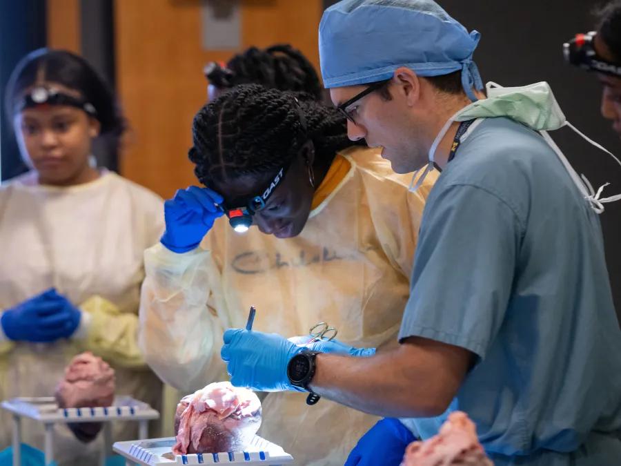 Student and surgeon with a heart dissection 