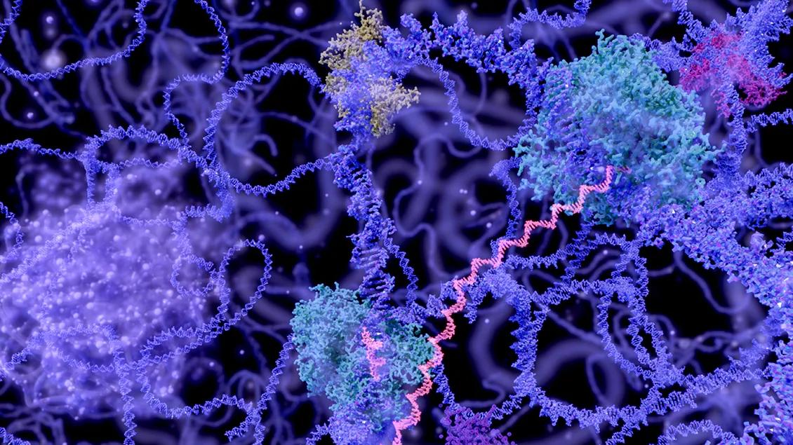 DNA transcription illustration