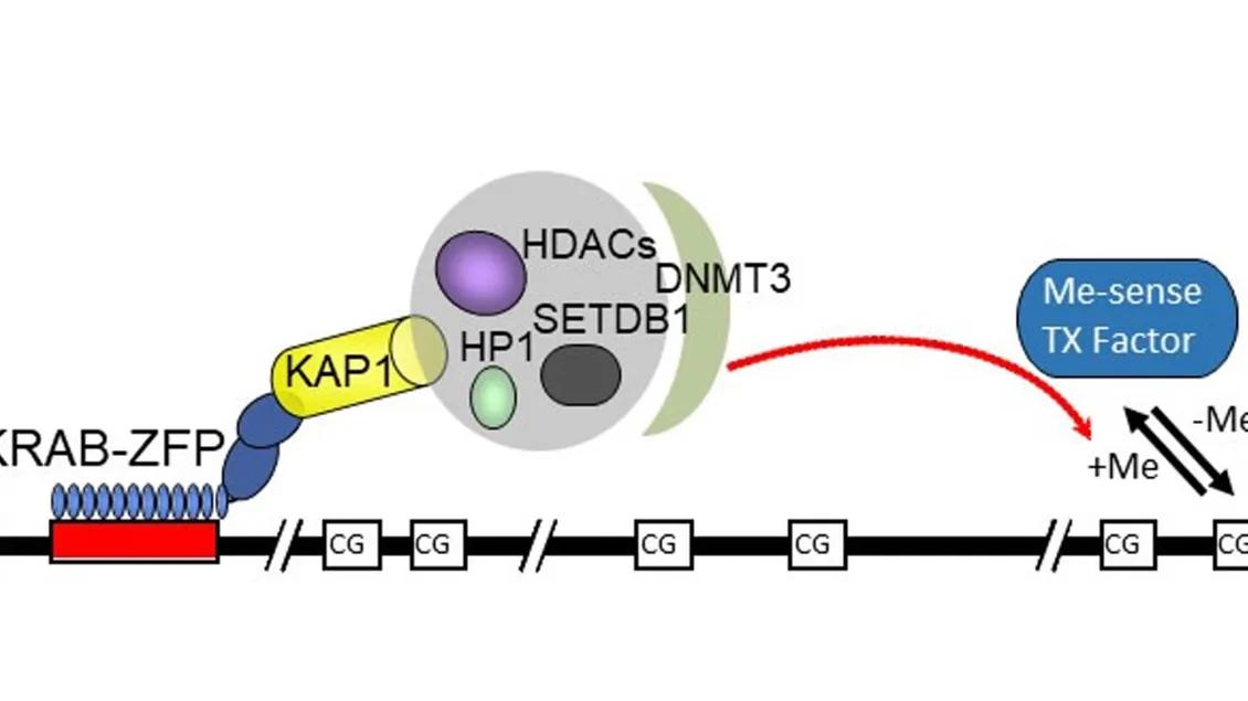 diagram of genomes 