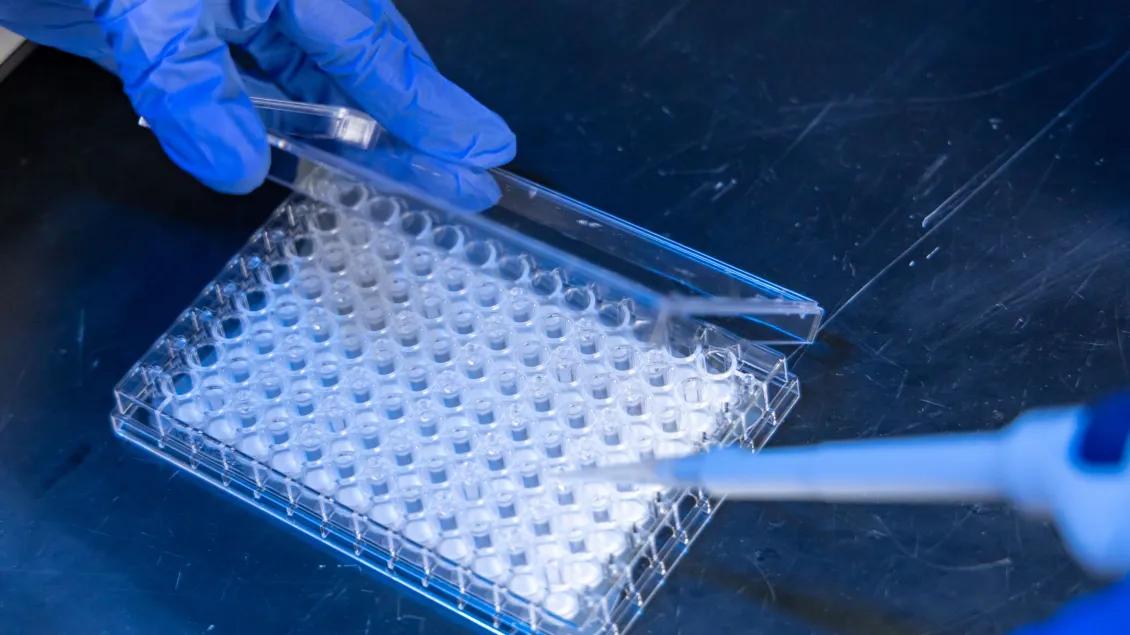 Gloved hands handling a clear multi-well plate next to a pipette.