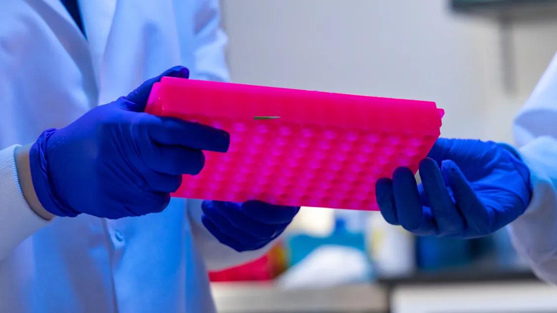 Gloved hands holding a bright pink laboratory tube rack.