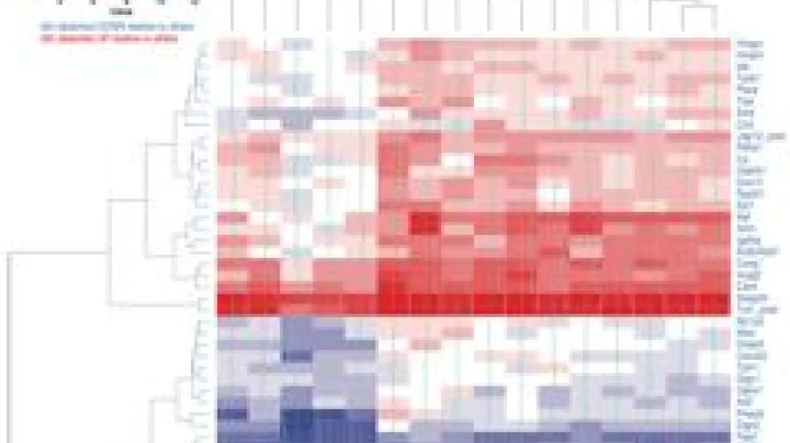 Molbio heatmap in red & blue