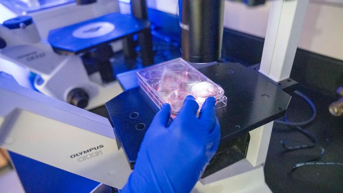 Close up of someone examining samples under a microscope